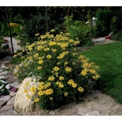 Solhat Rudbeckia Fulgida 'Goldsturm' 1 Liter Potte -Montoz Butik mi2262 rudbeckia fulgida goldsturm 57f2