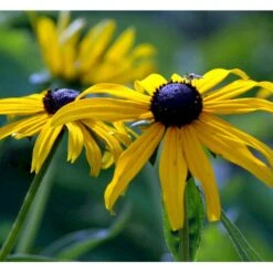 Solhat Rudbeckia Fulgida 'Goldsturm' 1 Liter Potte -Montoz Butik mi2262 rudbeckia fulgida goldsturm 899c