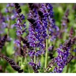 Staude-Salvie Salvia Nemorosa 'Mainacht' 1 Liter Potte -Montoz Butik mi2296 salvia nemorosa mainacht 26f1
