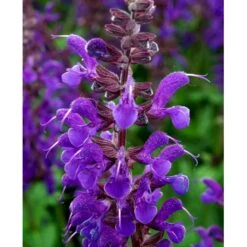 Staude-Salvie Salvia Nemorosa 'Mainacht' 1 Liter Potte -Montoz Butik mi2296 salvia nemorosa mainacht 60a7