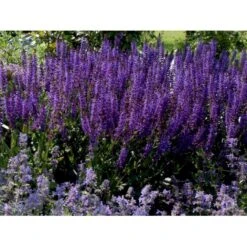 Staude-Salvie Salvia Nemorosa 'Mainacht' 1 Liter Potte -Montoz Butik mi2296 salvia nemorosa mainacht 9bc0