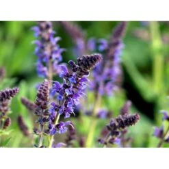 Staude-Salvie Salvia Nemorosa 'Mainacht' 1 Liter Potte -Montoz Butik mi2296 salvia nemorosa mainacht c92d