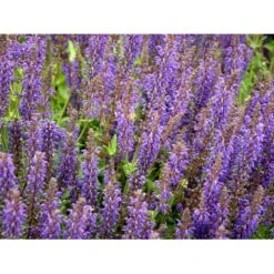 Staude-Salvie Salvia Nemorosa 'Mainacht' 1 Liter Potte -Montoz Butik mi2296 salvia nemorosa mainacht cc33