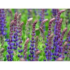 Staude-Salvie Salvia Nemorosa 'Ostfriesland' 3,0 Liter Potte -Montoz Butik mi2297 salvia nemorosa ostfriesland 0f74