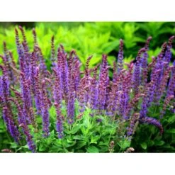Staude-Salvie Salvia Nemorosa 'Ostfriesland' 3,0 Liter Potte