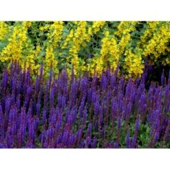 Staude-Salvie Salvia Nemorosa 'Ostfriesland' 3,0 Liter Potte -Montoz Butik mi2297 salvia nemorosa ostfriesland 6c42