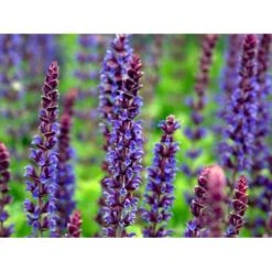 Staude-Salvie Salvia Nemorosa 'Ostfriesland' 3,0 Liter Potte -Montoz Butik mi2297 salvia nemorosa ostfriesland 70b6