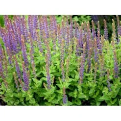 Staude-Salvie Salvia Nemorosa 'Ostfriesland' 3,0 Liter Potte -Montoz Butik mi2297 salvia nemorosa ostfriesland bbd7