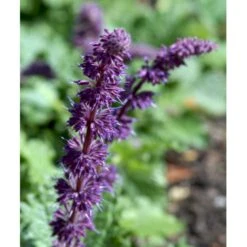 Kranssalvie Salvia Verticillata 'Purple Rain' 1 Liter Potte -Montoz Butik mi2298 salvia verticillata purple rain 0a7e