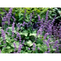 Kranssalvie Salvia Verticillata 'Purple Rain' 1 Liter Potte -Montoz Butik mi2298 salvia verticillata purple rain 1d26