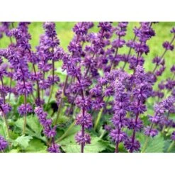 Kranssalvie Salvia Verticillata 'Purple Rain' 1 Liter Potte -Montoz Butik mi2298 salvia verticillata purple rain 4735