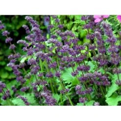 Kranssalvie Salvia Verticillata 'Purple Rain' 1 Liter Potte -Montoz Butik mi2298 salvia verticillata purple rain 88c3