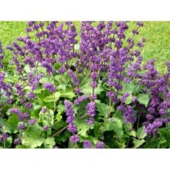 Kranssalvie Salvia Verticillata 'Purple Rain' 1 Liter Potte -Montoz Butik mi2298 salvia verticillata purple rain 9c23
