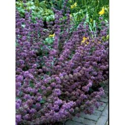 Kranssalvie Salvia Verticillata 'Purple Rain' 1 Liter Potte -Montoz Butik mi2298 salvia verticillata purple rain fe76