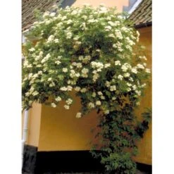 Almindelig Hyld Sambucus Nigra Potte 7,5 Liter 100-125 Cm. -Montoz Butik mi2308 sambucus nigra 1703