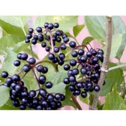 Storfrugtet Hyldebær 'Korsør' Sambucus Nigra 'Korsør' 5 Liter Potte -Montoz Butik mi2325 sambucus nigra korsor 6531