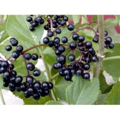 Storfrugtet Hyldebær 'Korsør' Sambucus Nigra 'Korsør' 5 Liter Potte -Montoz Butik mi2325 sambucus nigra korsor 79a5