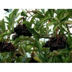 Storfrugtet Hyldebær 'Korsør' Sambucus Nigra 'Korsør' 5 Liter Potte -Montoz Butik mi2327 sambucus nigra sambu 2350 1