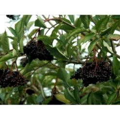 Storfrugtet Hyld 'Samyl' Sambucus Nigra 'Samyl' 3,5 Liter Potte