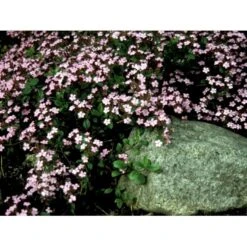Lav Sæbeurt Saponaria Ocymoides 10 Cm. Potte -Montoz Butik mi2335 saponaria ocymoides 0f3e