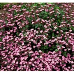 Lav Sæbeurt Saponaria Ocymoides 10 Cm. Potte -Montoz Butik mi2335 saponaria ocymoides 3ece