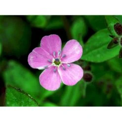 Lav Sæbeurt Saponaria Ocymoides 10 Cm. Potte -Montoz Butik mi2335 saponaria ocymoides 5f79