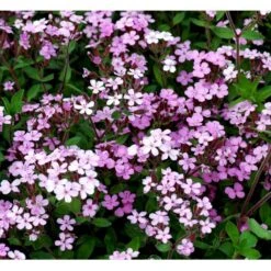 Lav Sæbeurt Saponaria Ocymoides 10 Cm. Potte