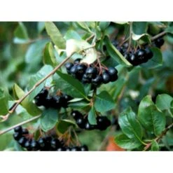 Surbær 'Norðîc® Aron' Aronia Melanocarpa 'Norðîc® Aron' 5 Liter Potte -Montoz Butik mi234 aronia melanocarpa 4c39