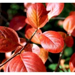 Surbær 'Norðîc® Aron' Aronia Melanocarpa 'Norðîc® Aron' 5 Liter Potte -Montoz Butik mi234 aronia melanocarpa 8bc1