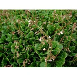 Porcelænsblomst Saxifraga Urbium Potte 2 Liter. -Montoz Butik mi2352 saxifraga urbium 3955