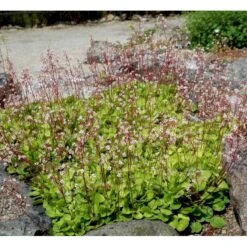 Porcelænsblomst 'Elliott's Variety' Saxifraga Urbium 'Elliott's Variety' 10 Cm. Potte -Montoz Butik mi2356 saxifraga urbium elliott s variety 6c99