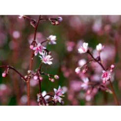 Porcelænsblomst 'Elliott's Variety' Saxifraga Urbium 'Elliott's Variety' 10 Cm. Potte -Montoz Butik mi2356 saxifraga urbium elliott s variety 843d
