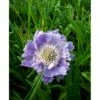Skabiose Scabiosa Caucasica 'Perfecta' 1 Liter Potte -Montoz Butik mi2360 scabiosa caucasica perfecta 5b3e