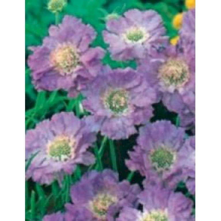 Skabiose Scabiosa Caucasica 'Perfecta' 1 Liter Potte 5 Skabiose Scabiosa Caucasica 'Perfecta' 1 Liter Potte - Billede 3