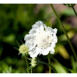 Scabiose 'Perfecta Alba' Scabiosa Caucasica 'Perfecta Alba' 1 Liter Potte 8 Scabiose 'Perfecta Alba' Scabiosa Caucasica 'Perfecta Alba' 1 Liter Potte -Montoz Butik mi2361 scabiosa caucasica perfecta alba 941f