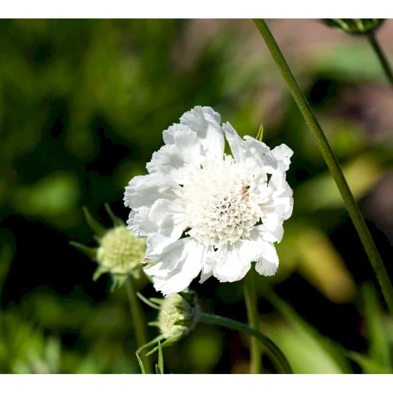 Scabiose 'Perfecta Alba' Scabiosa Caucasica 'Perfecta Alba' 1 Liter Potte 5 Scabiose 'Perfecta Alba' Scabiosa Caucasica 'Perfecta Alba' 1 Liter Potte - Billede 3
