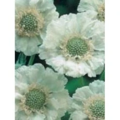 Scabiose 'Perfecta Alba' Scabiosa Caucasica 'Perfecta Alba' 1 Liter Potte 9 Scabiose 'Perfecta Alba' Scabiosa Caucasica 'Perfecta Alba' 1 Liter Potte -Montoz Butik mi2361 scabiosa caucasica perfecta alba 9d77