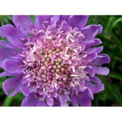 Due-Skabiosa 'Butterfly Blue' Scabiosa Columbaria 'Butterfly Blue' 1 Liter Potte -Montoz Butik mi2363 scabiosa columbaria butterfly blue 2b10