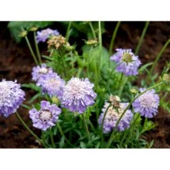 Due-Skabiosa 'Butterfly Blue' Scabiosa Columbaria 'Butterfly Blue' 1 Liter Potte -Montoz Butik mi2363 scabiosa columbaria butterfly blue 5e02