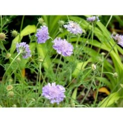 Due-Skabiosa 'Butterfly Blue' Scabiosa Columbaria 'Butterfly Blue' 1 Liter Potte -Montoz Butik mi2363 scabiosa columbaria butterfly blue 8f47