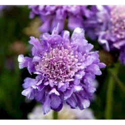 Due-Skabiosa 'Butterfly Blue' Scabiosa Columbaria 'Butterfly Blue' 1 Liter Potte -Montoz Butik mi2363 scabiosa columbaria butterfly blue 90c8
