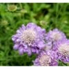 Due-Skabiosa 'Butterfly Blue' Scabiosa Columbaria 'Butterfly Blue' 1 Liter Potte 1 Due-Skabiosa 'Butterfly Blue' Scabiosa Columbaria 'Butterfly Blue' 1 Liter Potte -Montoz Butik mi2363 scabiosa columbaria butterfly blue 987a