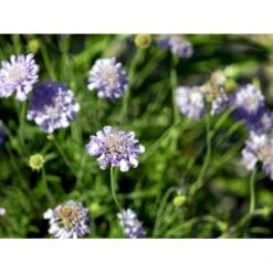 Due-Skabiosa 'Butterfly Blue' Scabiosa Columbaria 'Butterfly Blue' 1 Liter Potte -Montoz Butik mi2363 scabiosa columbaria butterfly blue d209