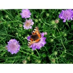 Due-Skabiosa 'Butterfly Blue' Scabiosa Columbaria 'Butterfly Blue' 1 Liter Potte -Montoz Butik mi2363 scabiosa columbaria butterfly blue dede