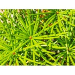 Parasoltræ Sciadopitys Verticillata Potte 3,0 Liter,- 25-30 Cm. -Montoz Butik mi2364 sciadopitys verticillata 109b