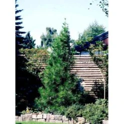 Parasoltræ Sciadopitys Verticillata Potte 3,0 Liter,- 25-30 Cm. -Montoz Butik mi2364 sciadopitys verticillata e9b8