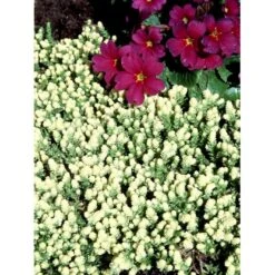 Bidende Stenurt 'Elegans' Sedum Acre 'Elegans' 10 Cm. Potte 11 Bidende Stenurt 'Elegans' Sedum Acre 'Elegans' 10 Cm. Potte -Montoz Butik mi2367 sedum acre elegans 1df0