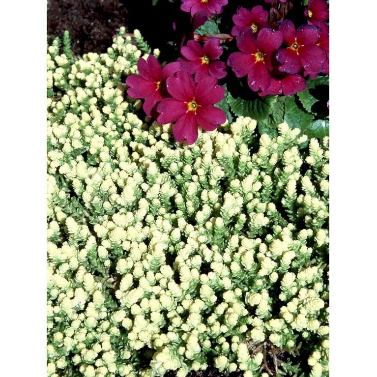 Bidende Stenurt 'Elegans' Sedum Acre 'Elegans' 10 Cm. Potte 7 Bidende Stenurt 'Elegans' Sedum Acre 'Elegans' 10 Cm. Potte - Billede 5