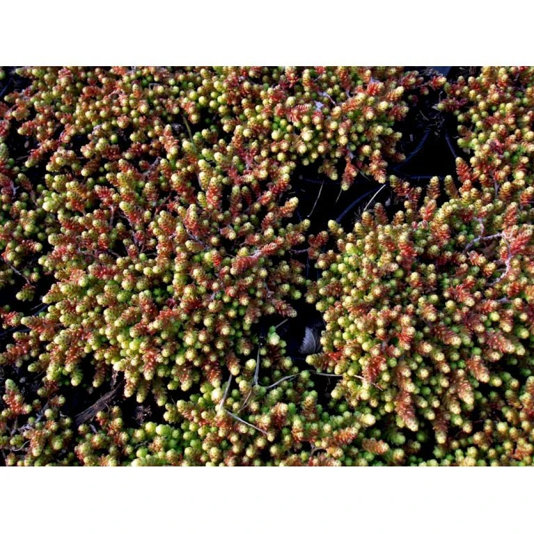 Bidende Stenurt 'Elegans' Sedum Acre 'Elegans' 10 Cm. Potte 5 Bidende Stenurt 'Elegans' Sedum Acre 'Elegans' 10 Cm. Potte - Billede 3