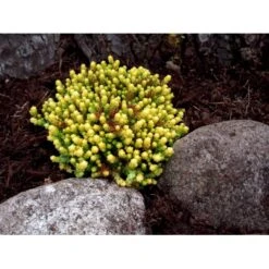 Bidende Stenurt 'Elegans' Sedum Acre 'Elegans' 10 Cm. Potte 10 Bidende Stenurt 'Elegans' Sedum Acre 'Elegans' 10 Cm. Potte -Montoz Butik mi2367 sedum acre elegans 40ba